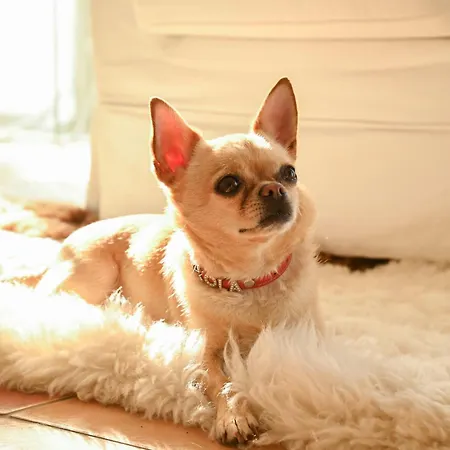 Villa Alegre Playa Grupo Terra De Mar, Con Encanto Calpe