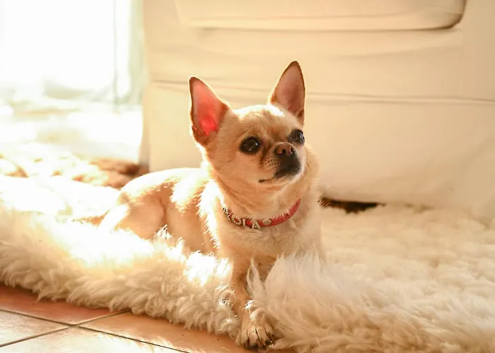 别墅 Alegre Playa Grupo Terra De Mar, Con Encanto 卡尔佩