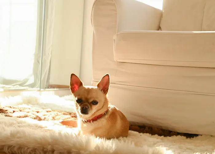 Alegre Playa Grupo Terra De Mar, Con Encanto 别墅 卡尔佩